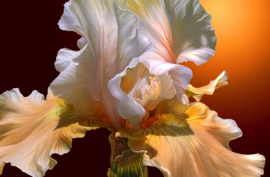 Iris